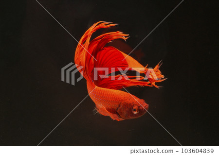 紅色固體 紅色固體 103604839