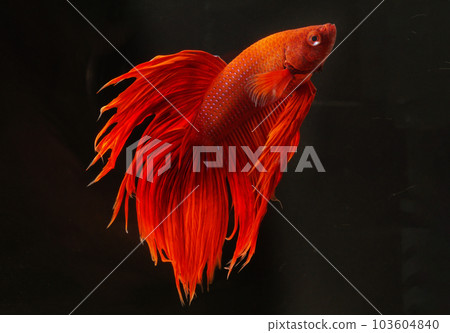 Red solid Red solid 103604840