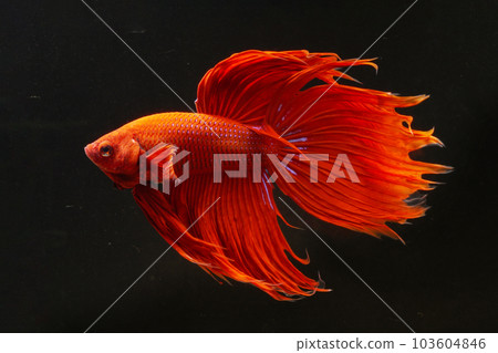 Red solid 103604846