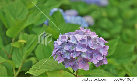 繡球花(帶視頻) 繡球花(帶視頻) 103604867