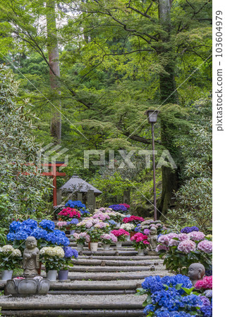 龍河寺(岡寺)奧之院紫陽花迴廊——奈良縣高市郡飛鳥村岡—— 龍河寺(岡寺)奧之院紫陽花迴廊——奈良縣高市郡飛鳥村岡—— 103604979