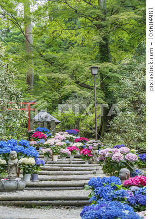 龍河寺（岡寺）奧之院紫陽花迴廊——奈良縣高市郡飛鳥村岡—— 103604981