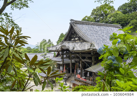 龍河寺（岡寺）大雄寶殿和繡球花 -- 奈良縣高市郡飛鳥村岡 -- 103604984