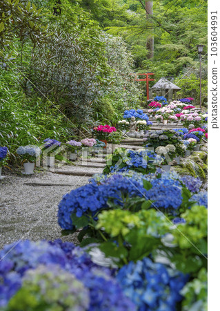 Ryugaji Temple (Okadera) Okunoin Hydrangea Corridor -- Oka, Asuka Village, Takaichi District, Nara Prefecture -- 103604991