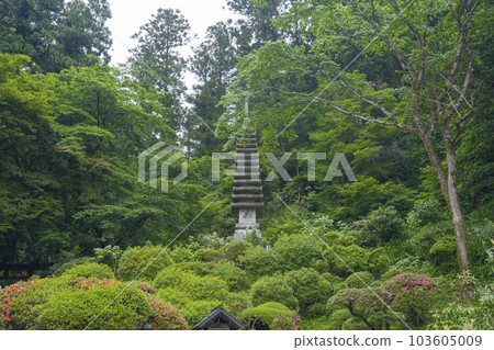 龍河寺（岡寺） 十三層石塔和杜鵑花 新綠的季節 --奈良縣高市郡飛鳥村岡-- 103605009