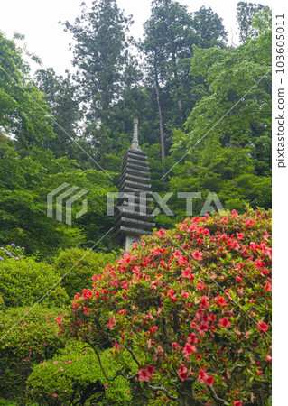 Ryugaji Temple (Okadera) 13-storied stone pagoda and azaleas Season of fresh green --Oka, Asukamura, Takaichi-gun, Nara-- 103605011