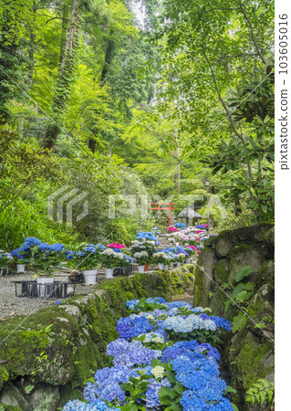 Ryugaji Temple (Okadera) Okunoin Hydrangea Corridor -- Oka, Asuka Village, Takaichi District, Nara Prefecture -- 103605016