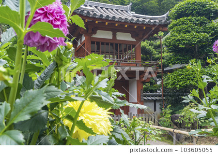龍河寺（岡寺） 樓門 新綠季節 -- 奈良縣高市郡飛鳥村岡 -- 103605055