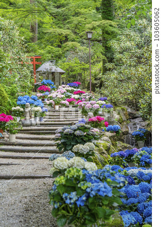 龍河寺（岡寺）奧之院紫陽花迴廊——奈良縣高市郡飛鳥村岡—— 103605062