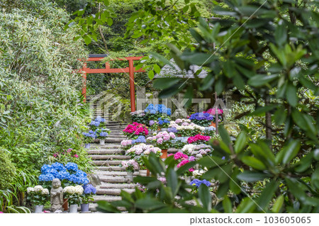 龍河寺（岡寺）奧之院紫陽花迴廊——奈良縣高市郡飛鳥村岡—— 103605065