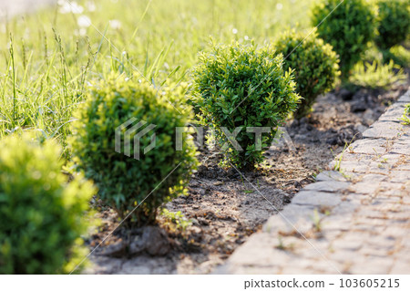 Green bushes in row near stone footpath in landscape design, landscaping in the park outdoors. Decorative landscape cut lawn near sidewalk track. 103605215
