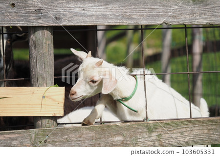 goat kid 103605331