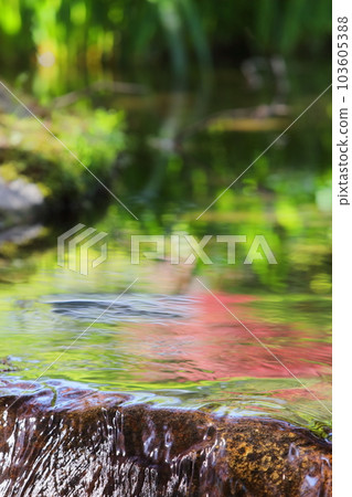 The water surface of the stream reflecting the fresh greenery and the mouth of the waterfall 103605388