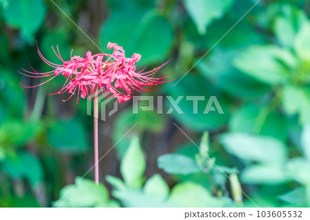 盛開的群孤挺花，秋天 103605532