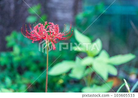 盛開的群孤挺花，秋天 103605533