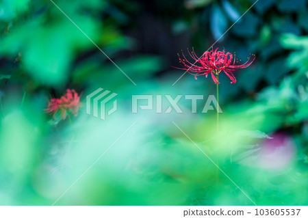 盛開的群孤挺花,秋天 盛開的群孤挺花,秋天 103605537