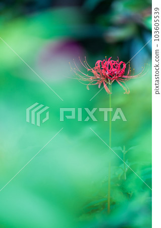 盛開的群孤挺花，秋天 103605539