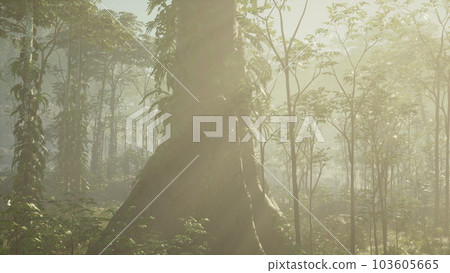 twisted tropical tree roots in rain forest 103605665