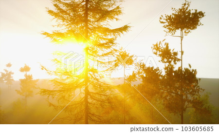Mesmerizing sunburst breaking through pine needles Mesmerizing sunburst breaking through pine needles 103605685