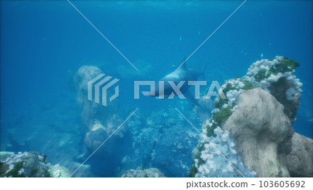 coral reef and a massive white shark in sight coral reef and a massive white shark in sight 103605692