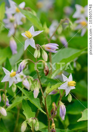 核桃Vi的花 核桃Vi的花 103605748