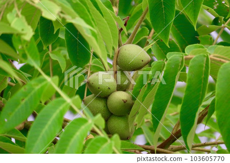 young walnuts 103605770