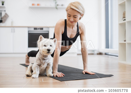 Westie falling asleep while owner practising yoga at home Westie falling asleep while owner practising yoga at home 103605778