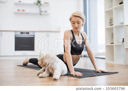 Female in Cobra Pose stretching with dog on mat at home Female in Cobra Pose stretching with dog on mat at home 103605796