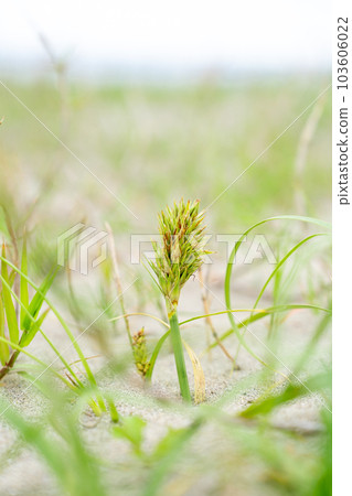 Kobomugi blooming on the sandy beach Kobomugi blooming on the sandy beach 103606022
