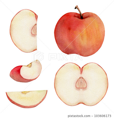 Hand drawn watercolor composition with ripe apple fruit, full and slices, with leaves, red and green. Isolated object on white background. Design for wall art, wedding, print, fabric, cover, card. 103606173