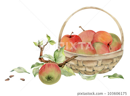 Hand drawn watercolor composition with apple fruits in basket, with branch and leaves, ripe, full and slices. Isolated on white background. Design for wall art, wedding, print, fabric, cover, card. 103606175