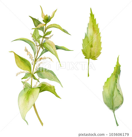 Hand drawn watercolor nettle plant and leaves coloring dye, for hobby, handmade fabric. Botanical illustration isolated object on white background. Shop logo, print, website, business card, booklet Hand drawn watercolor nettle plant and leaves coloring dye, for hobby, handmade fabric. Botanical illustration isolated object on white background. Shop logo, print, website, business card, booklet 103606179
