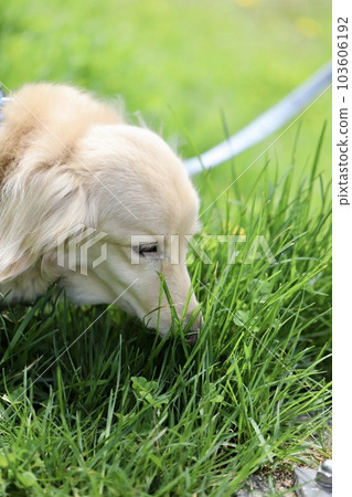 Senior miniature dachshund, cream dachshund, walking in the park in spring 103606192