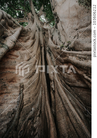 Old big tree in jungle tropical rainforest.  103606212