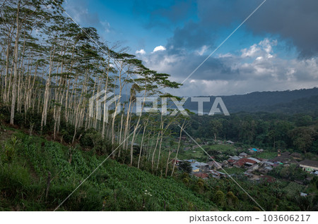 Drone view of Bali. Forest near Lake Tamblingan in mountains Drone view of Bali. Forest near Lake Tamblingan in mountains 103606217