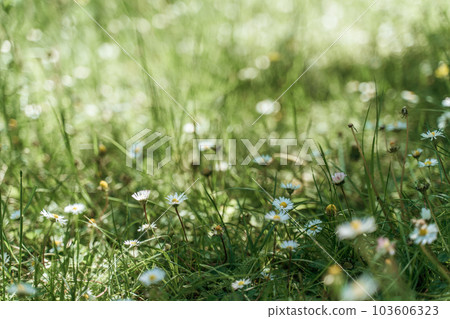 field of spring daisy flowers, natural background field of spring daisy flowers, natural background 103606323