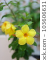 Allamanda blooming in the southern country 103606631