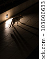 Night cat 103606633