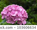 Pink color hydrangea 103606634