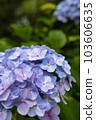 Blue hydrangea 103606635