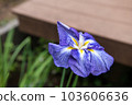 A blue iris 103606636