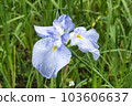 light blue irises 103606637