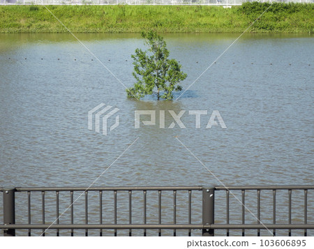 A single tree seen above the water surface of the flooded Imada Reservoir (Sakaigawa Reservoir Park) 103606895