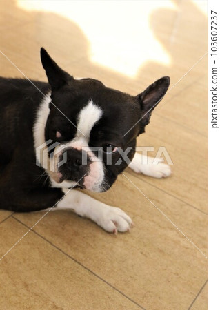 Mighty, the Boston Terrier, lies down in the lobby and looks cute♡ Mighty, the Boston Terrier, lies down in the lobby and looks cute♡ 103607237