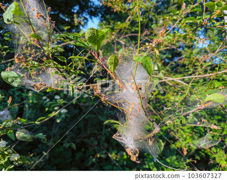 Nest oak processionary caterpillar 103607327
