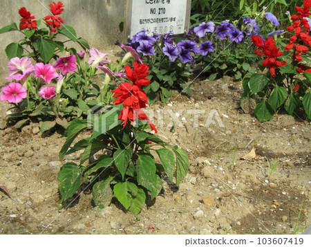 Petinias and salvia flowers in the Kojima flower garden Petinias and salvia flowers in the Kojima flower garden 103607419