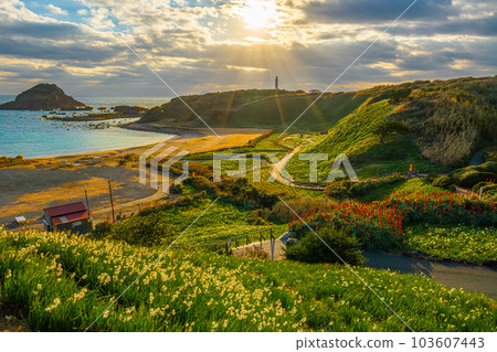 妻崎水仙和蘆薈花[下田市] 103607443