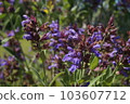 鼠尾草臉紫色可愛的花朵 103607712
