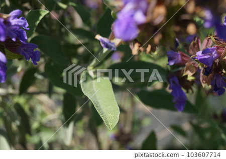 鼠尾草從上面離開 鼠尾草從上面離開 103607714