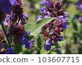 紫花環繞的鼠尾草葉 103607715